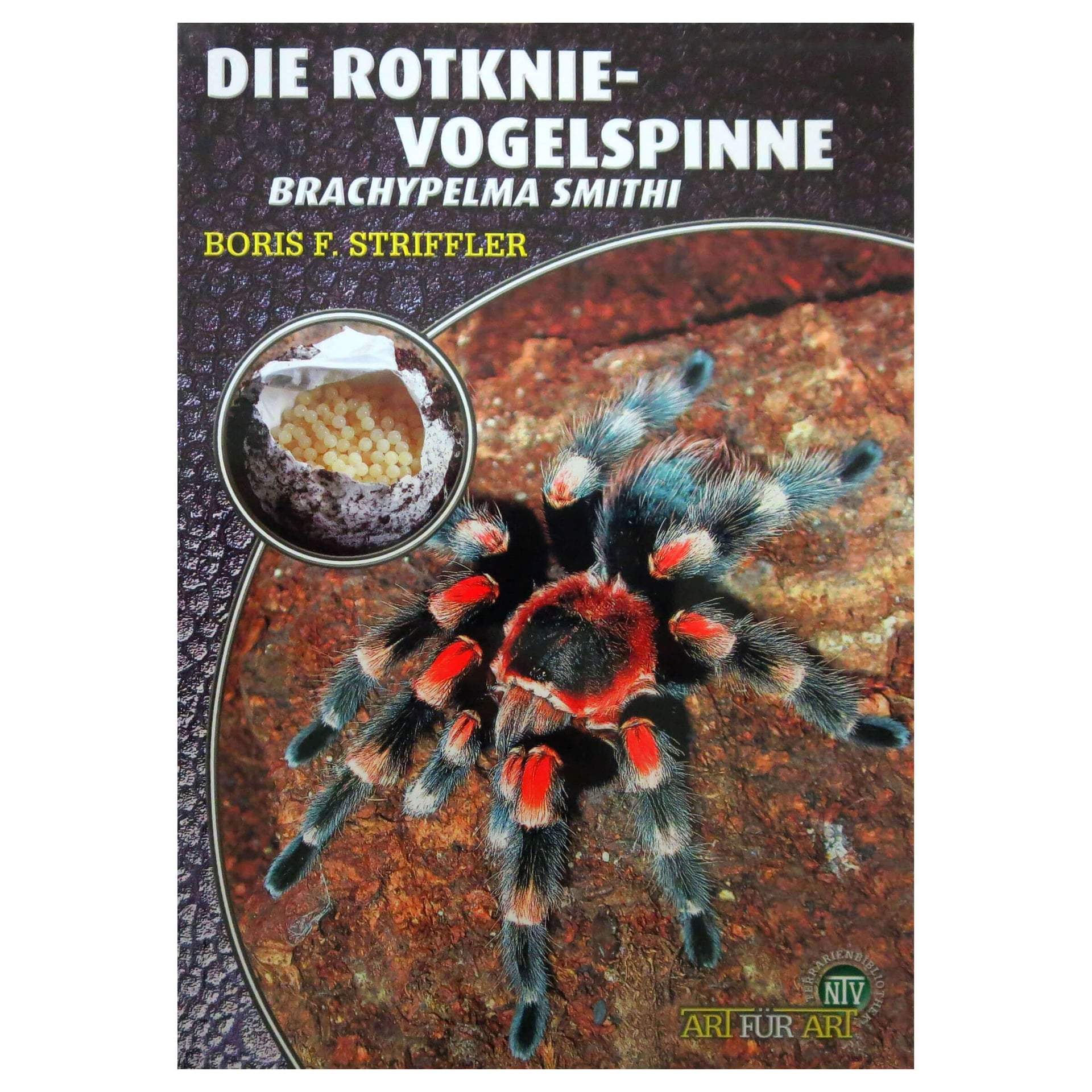 Die Rotknie Vogelspinne