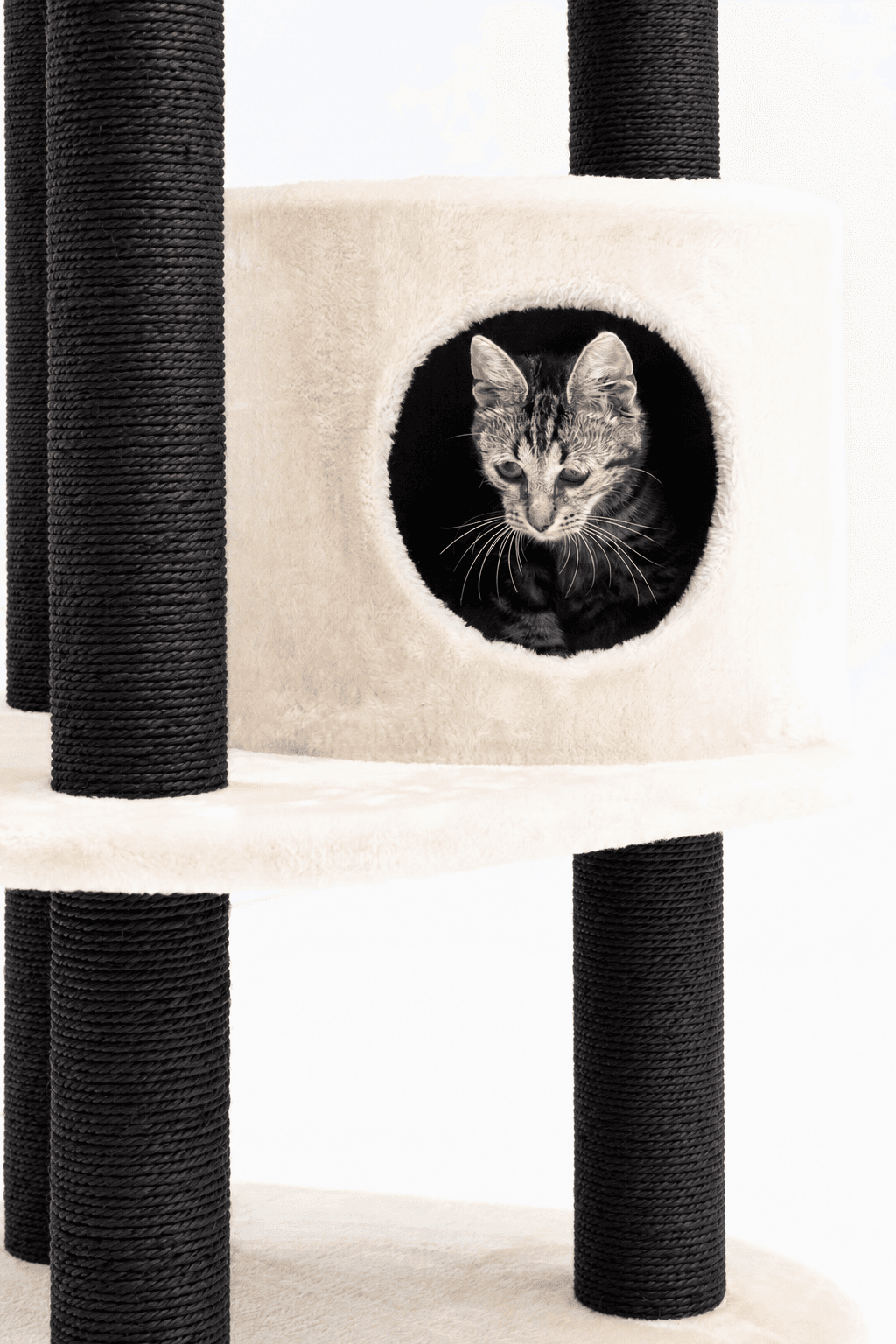 Katzenbaum Kings & Queens Charlotte