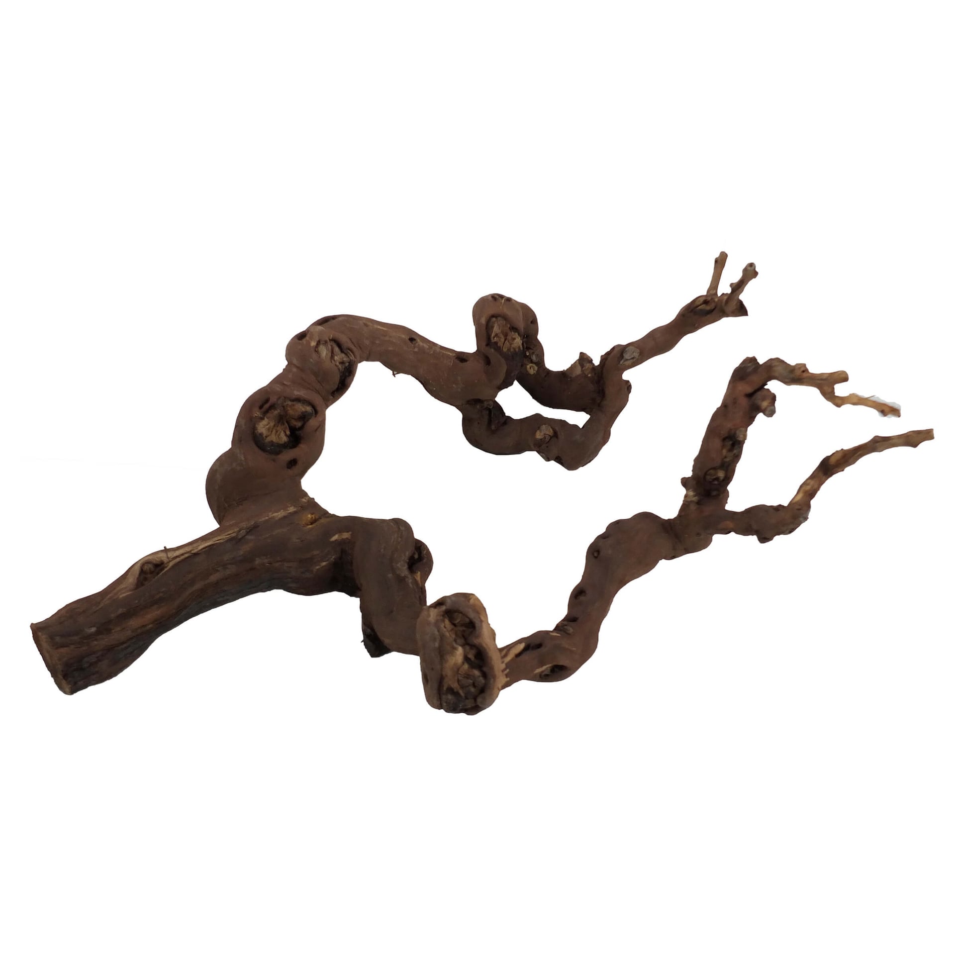 Bois de terrarium vigne