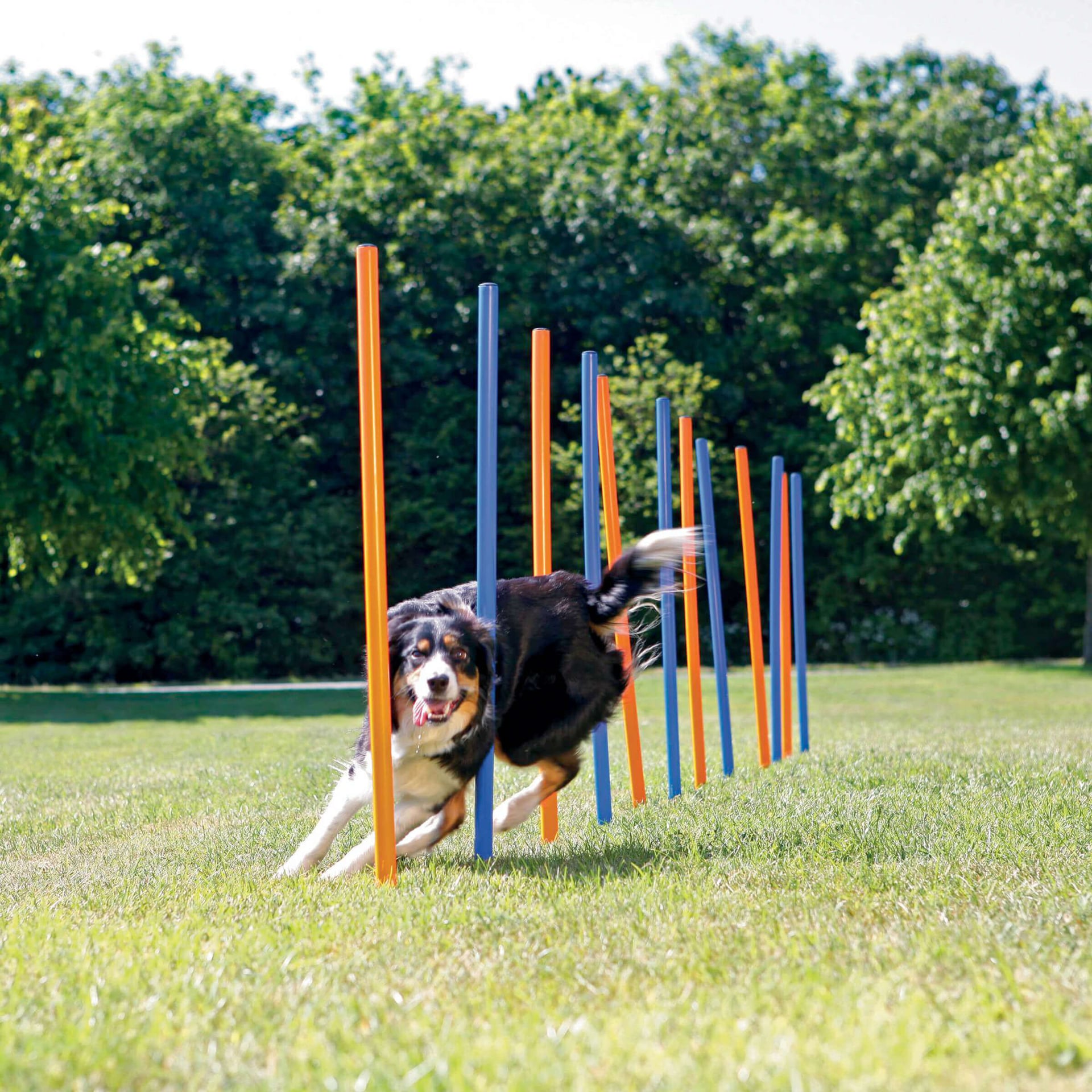 Dog Activity Agility Safer Slalom
