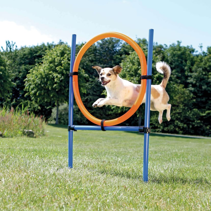 Dog Activity Agility Ring