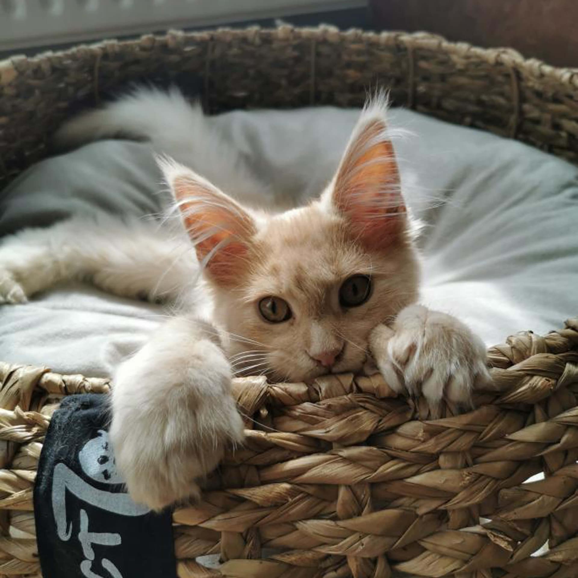 COCOON