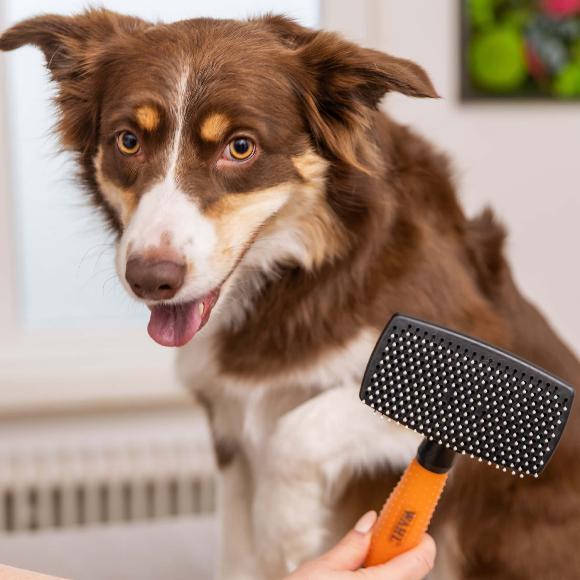 Brosse à carde autonettoyante grand