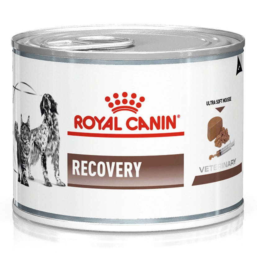 Chat/Chien Recovery