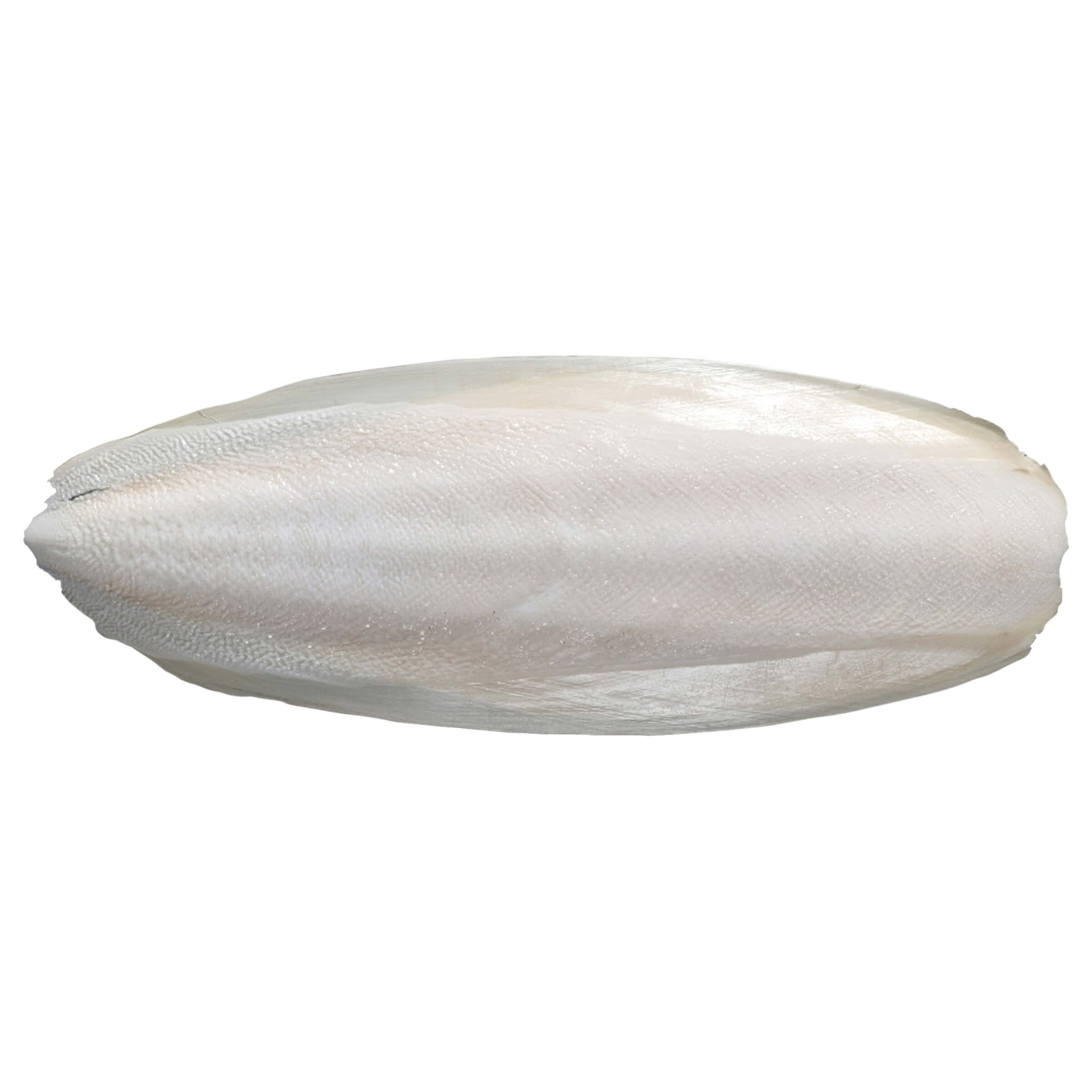 Os/coquille de seiche