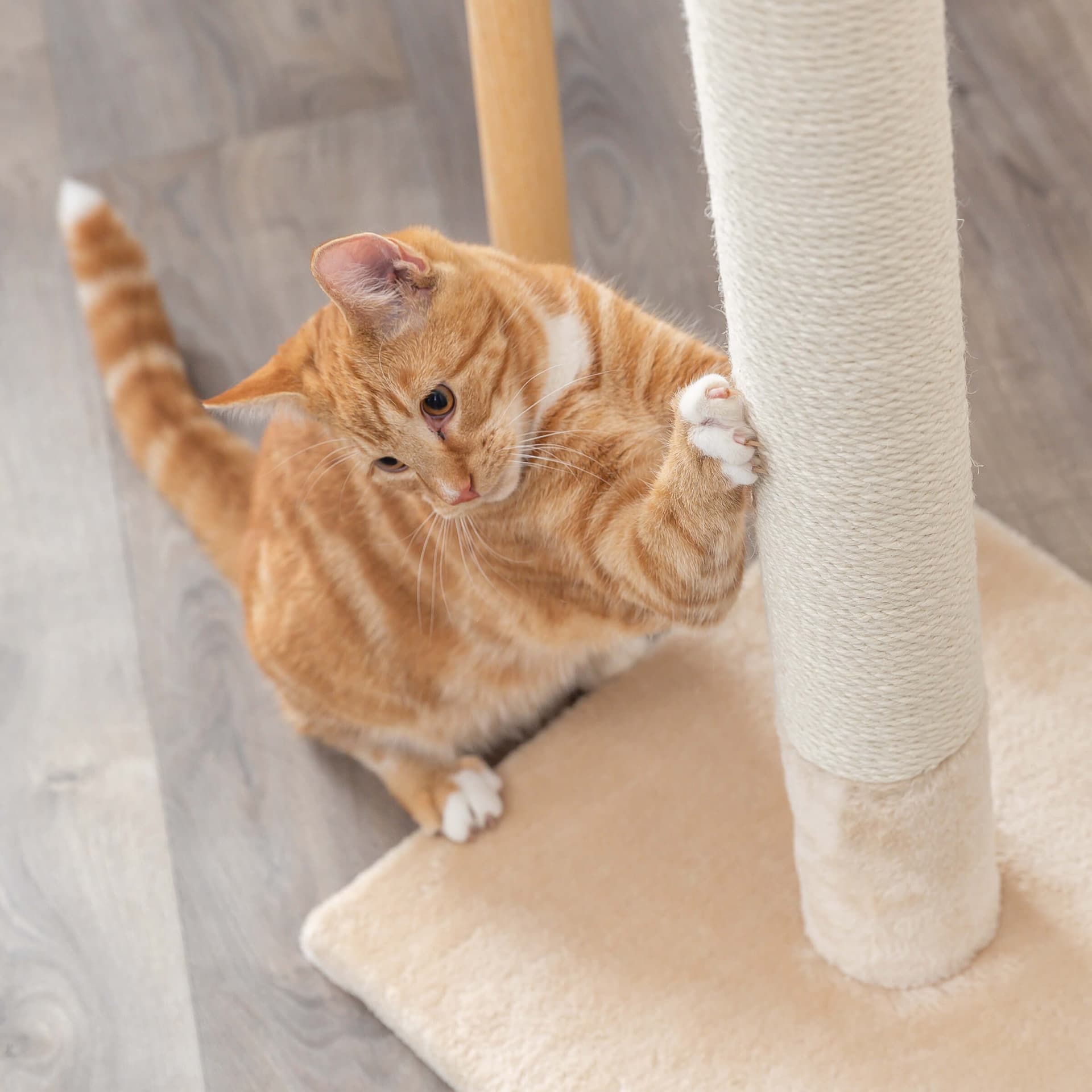 Griffoir pour chat Batres