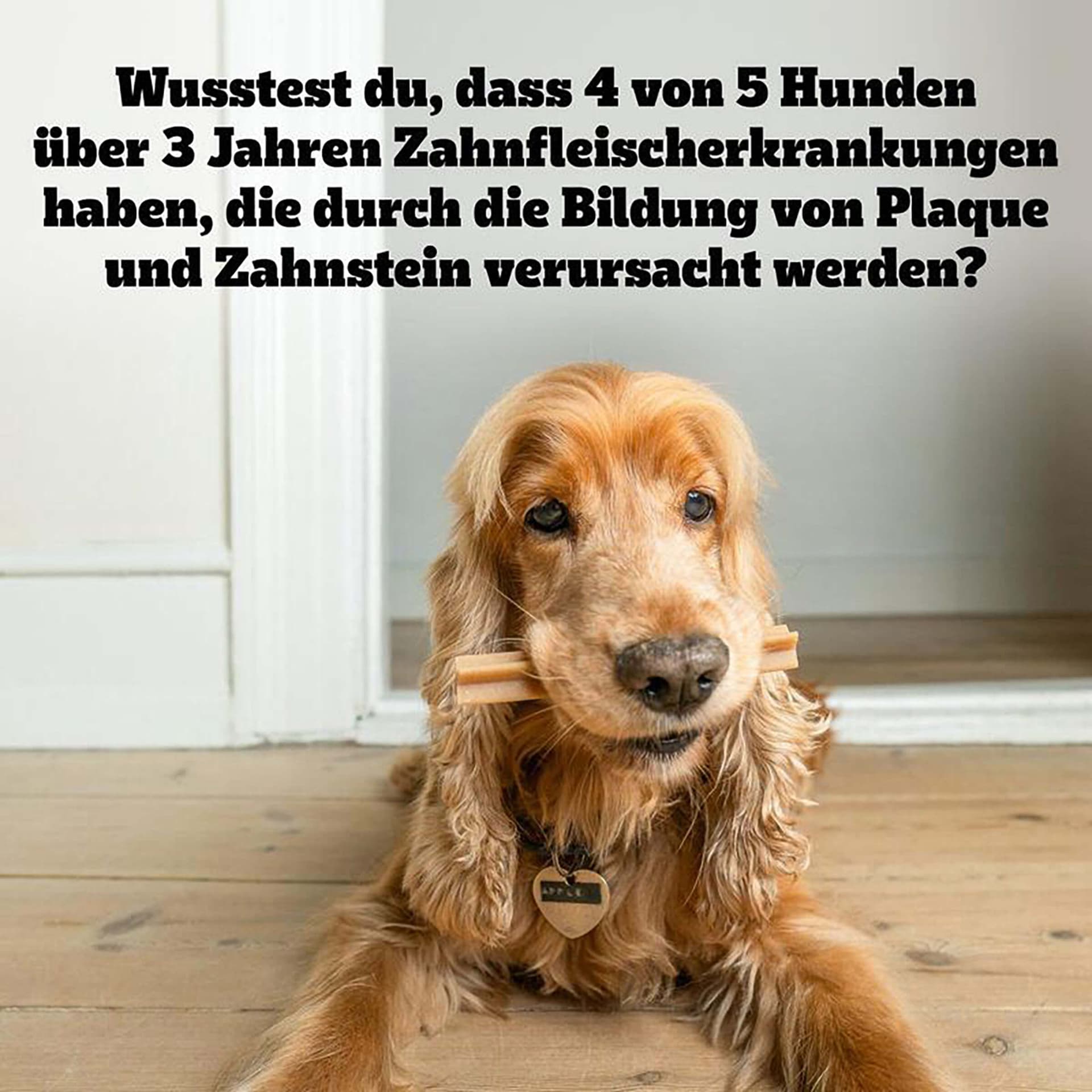 Dentastix L