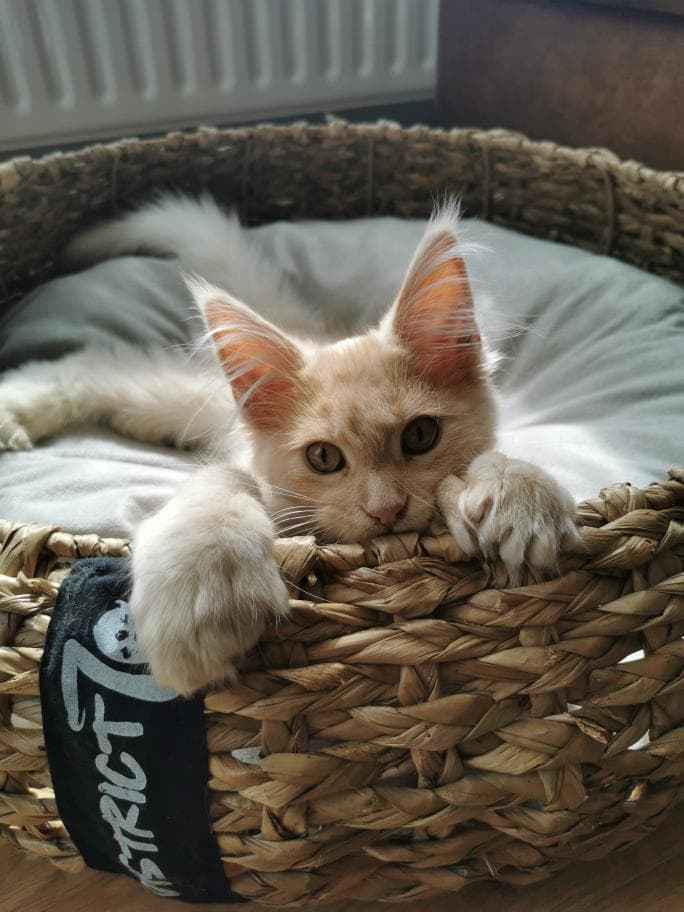 COCOON