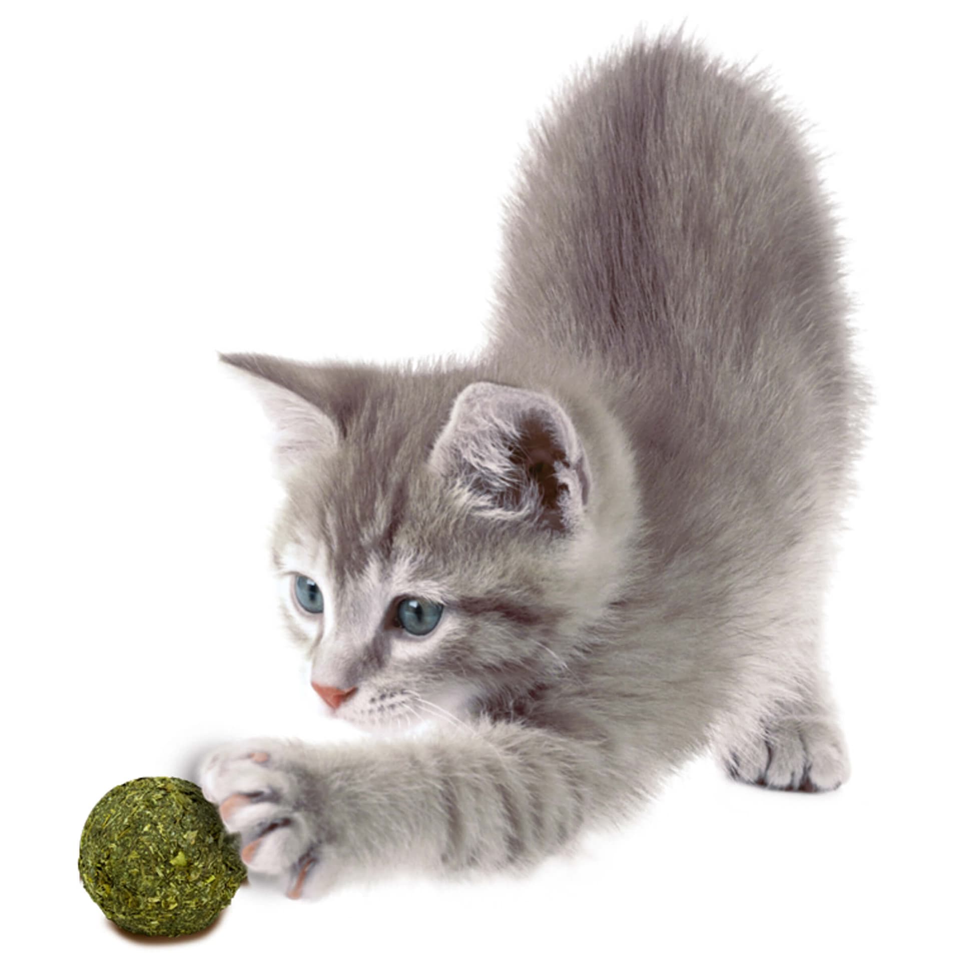 Cat Bavarian Catnip Billes d'herbe à chat