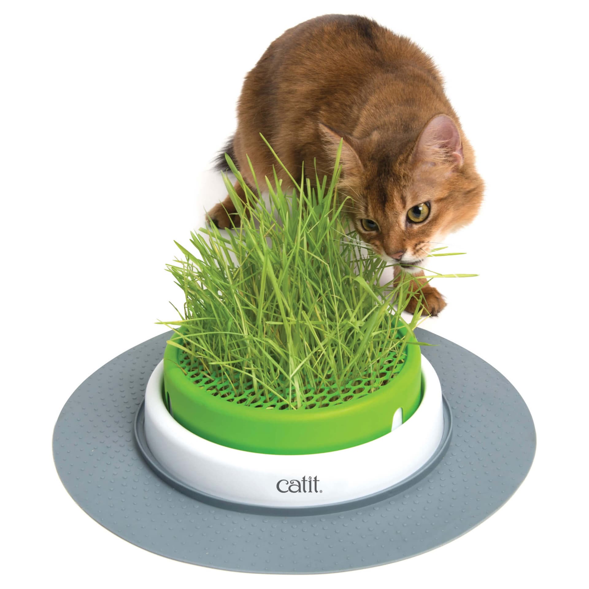 Senses 2.0 Grass Planter