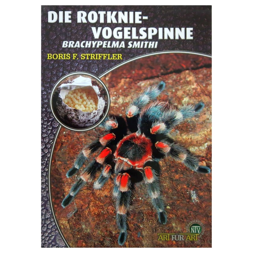 Die Rotknie Vogelspinne