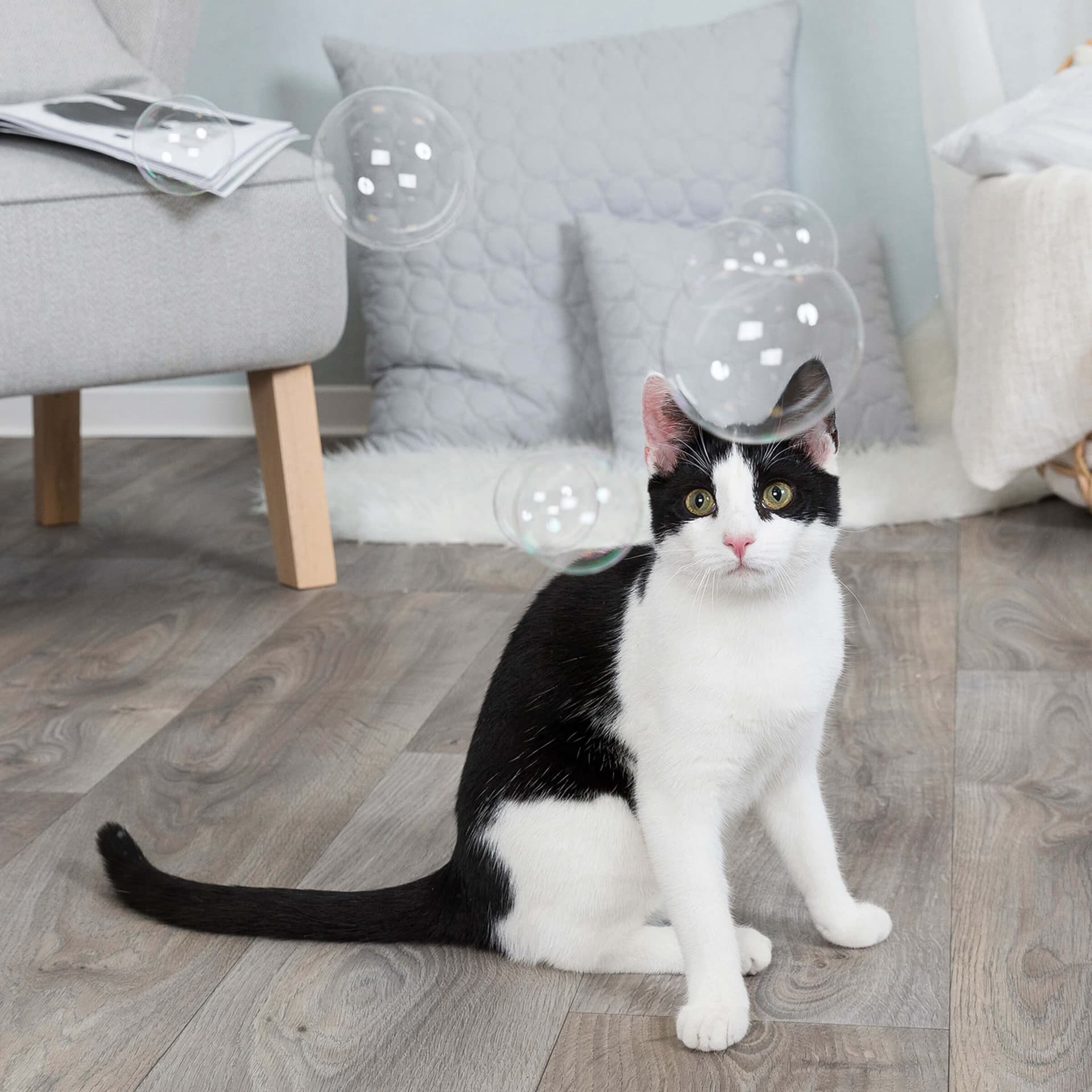Seifenblasen für Katzen mit Catnip-Aroma