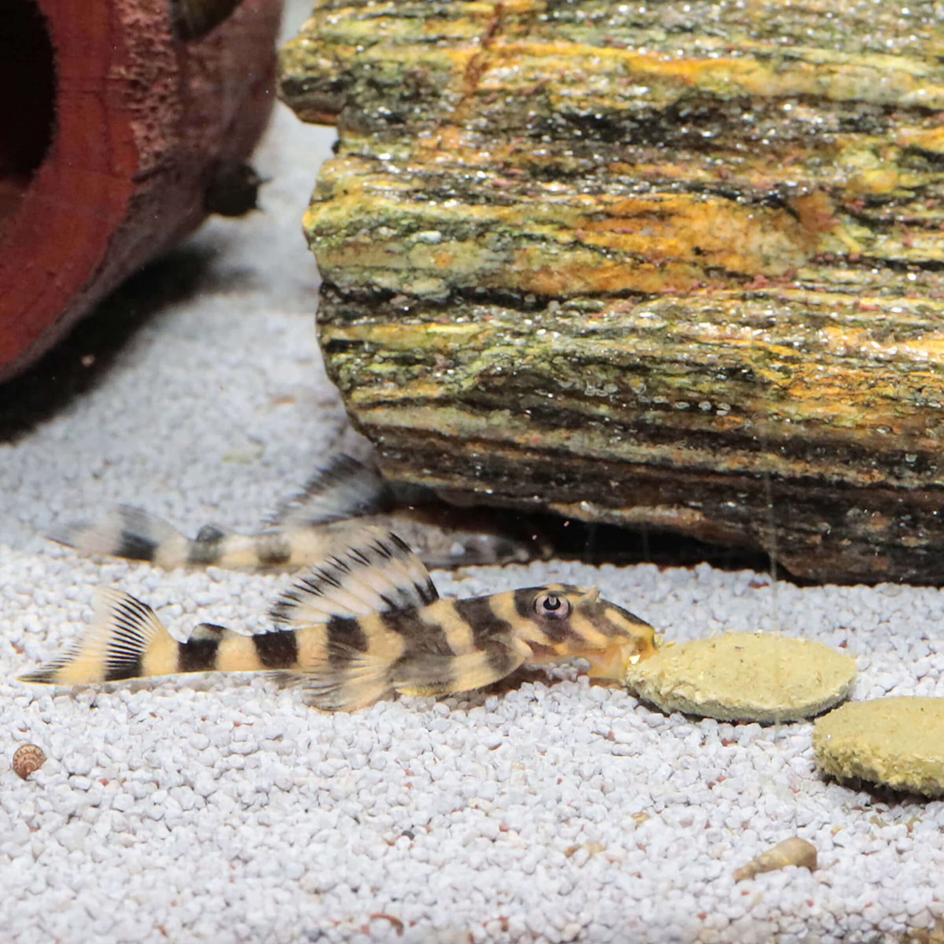 ProNovo Pleco Wafer