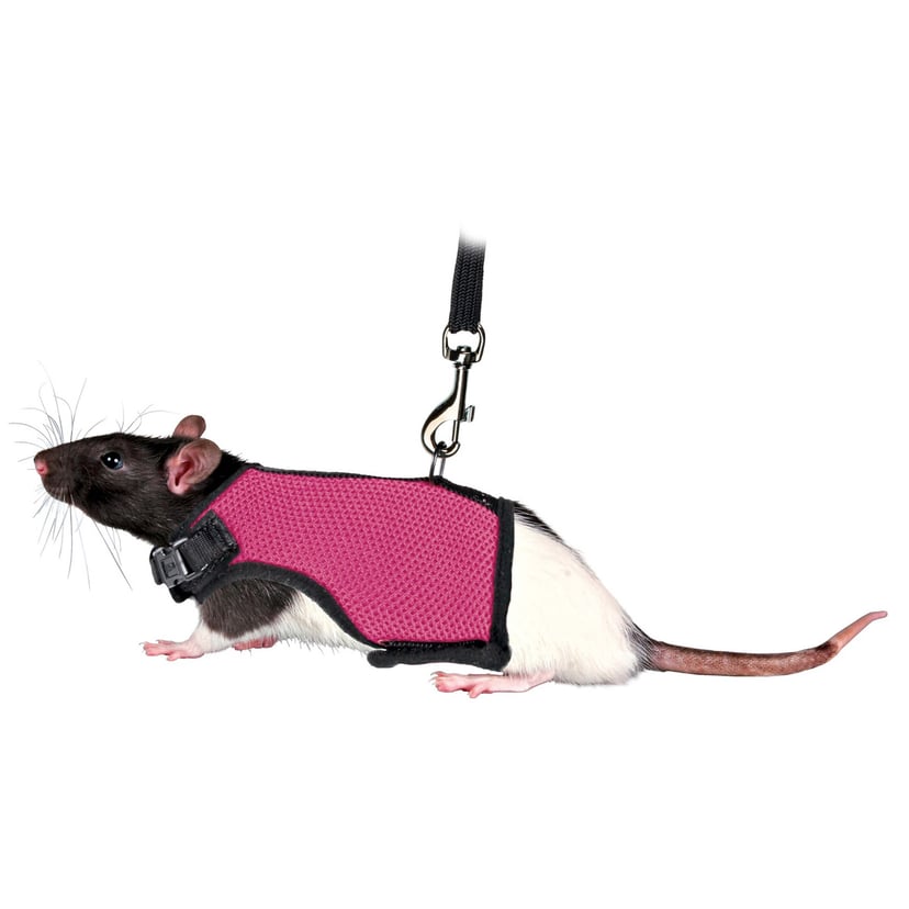 harnais souple avec laisse pour rats
