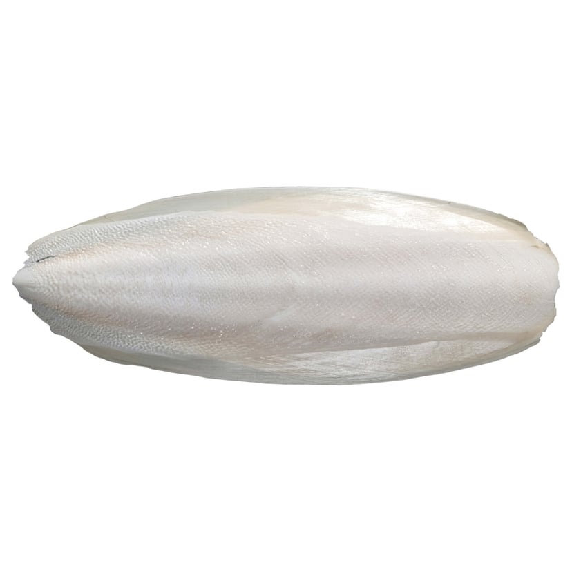 Os/coquille de seiche