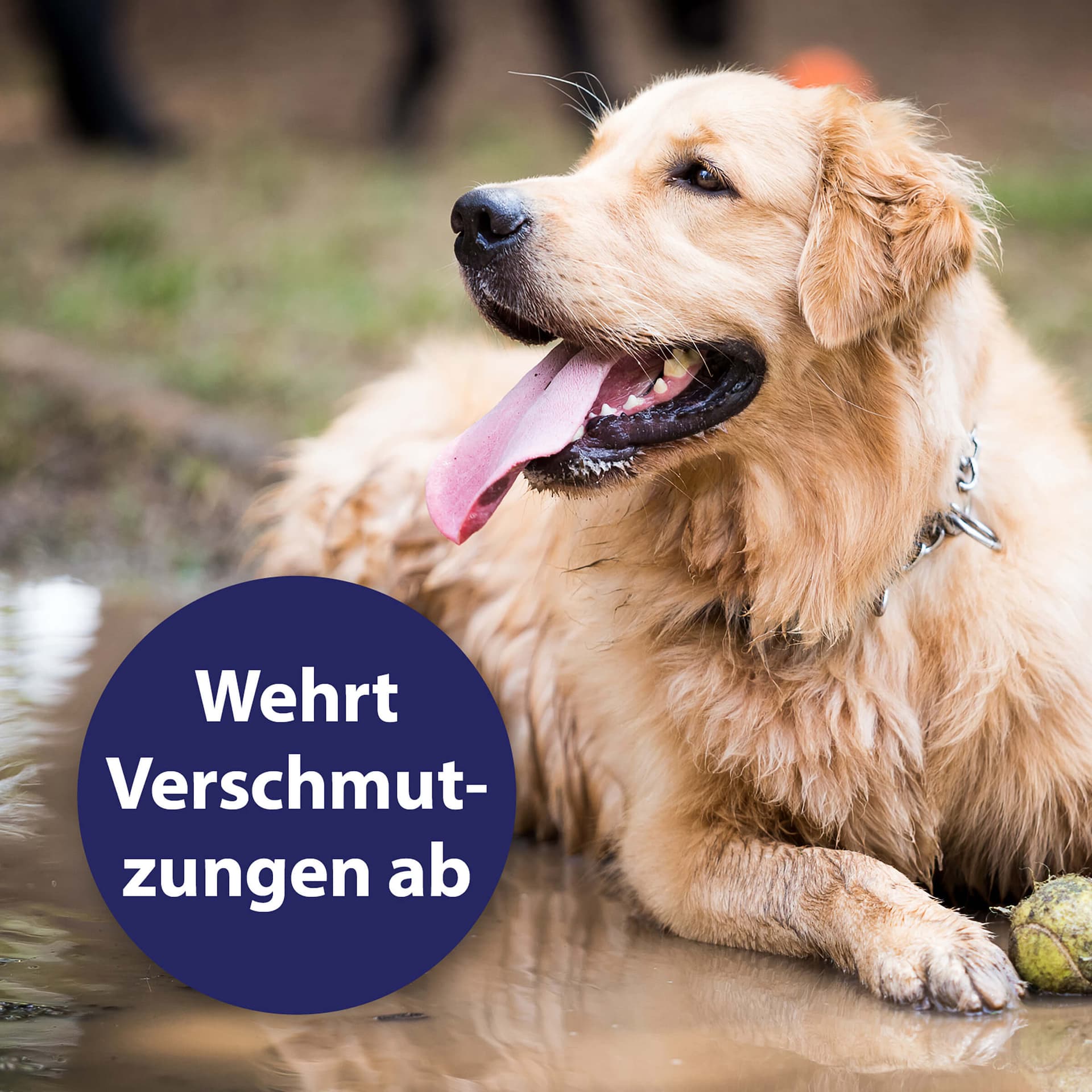 Soin du pelage en spray pour chien