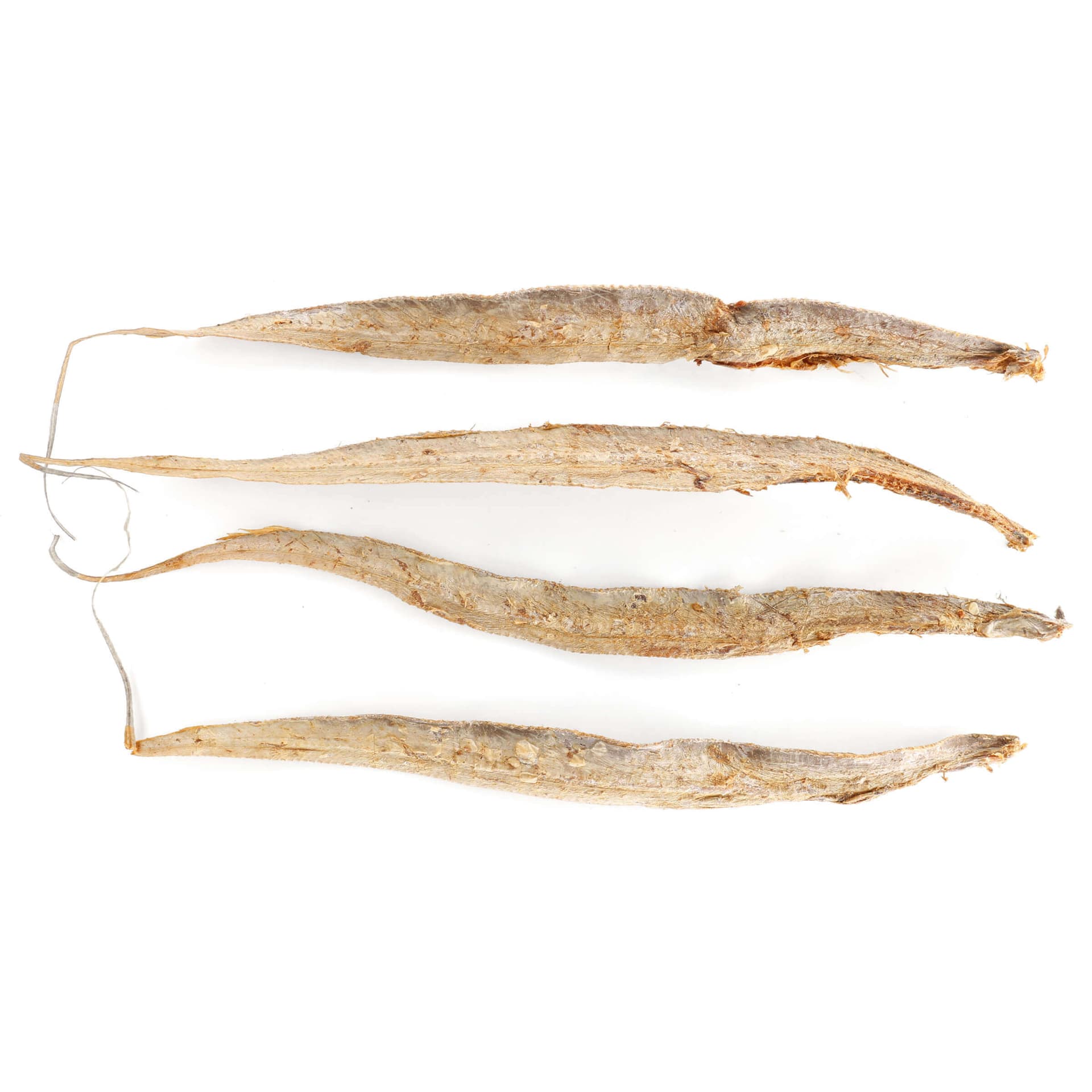 Poisson du Groenland