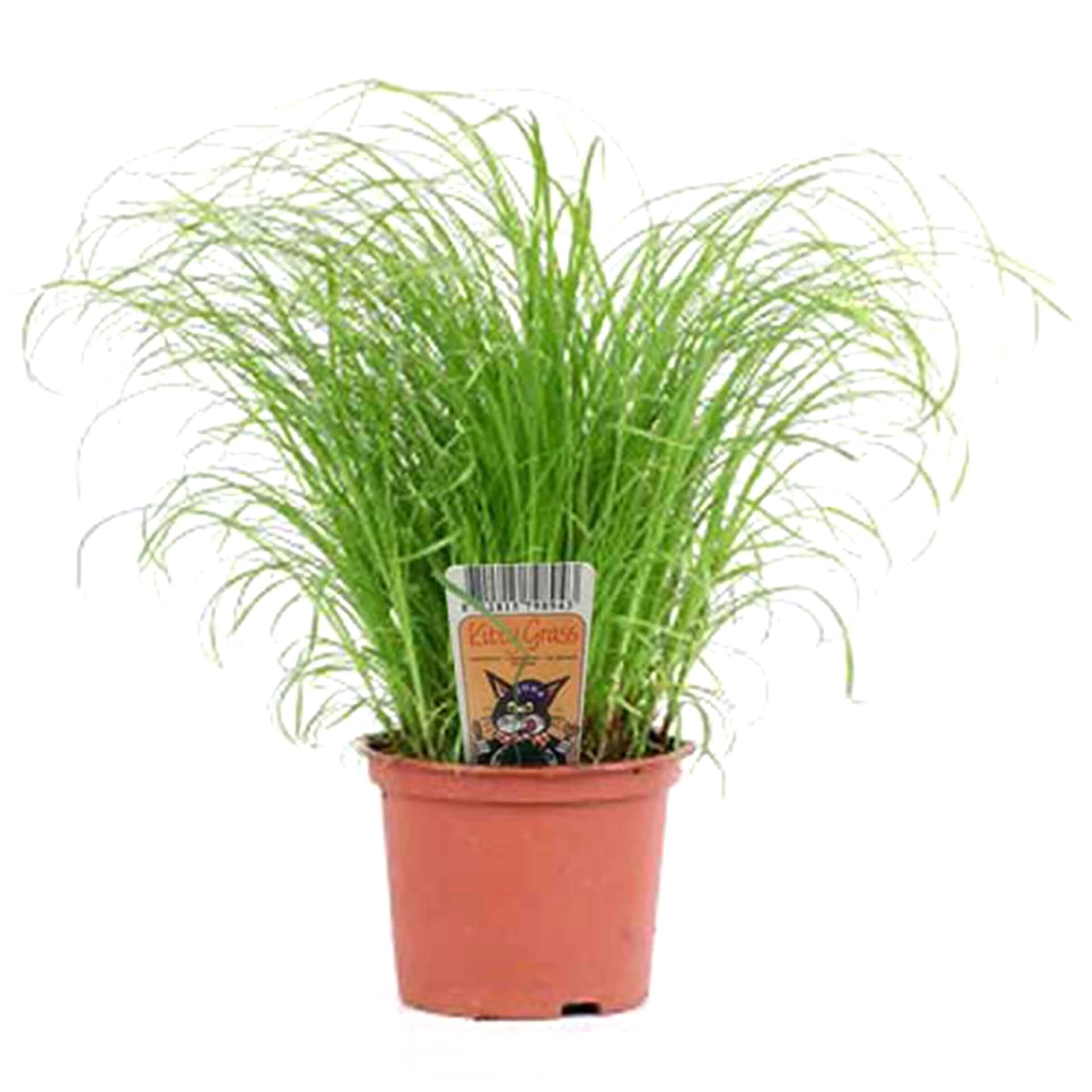 Kitty Katzengras frisch im Topf