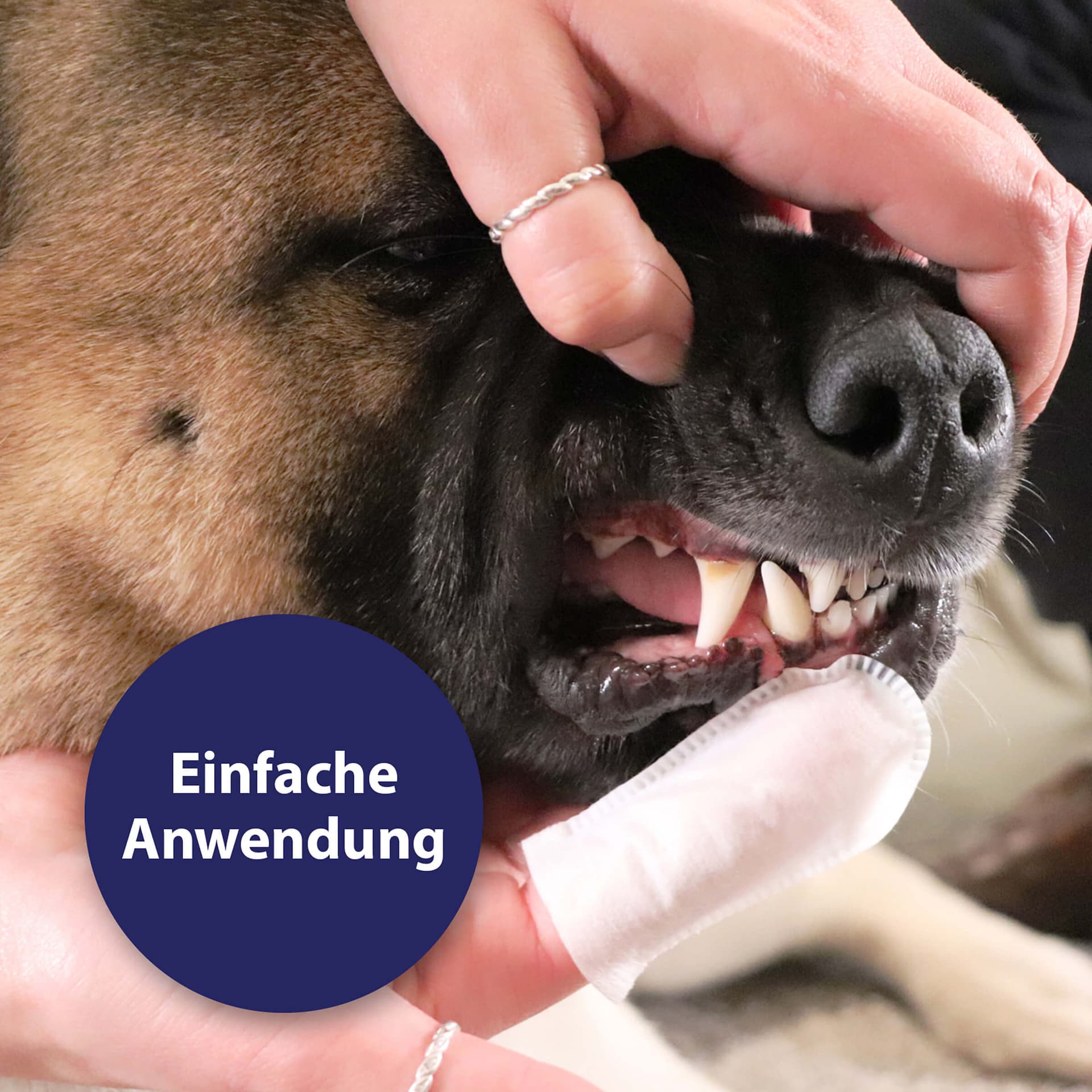 Soin des dents lingettes pour chiens