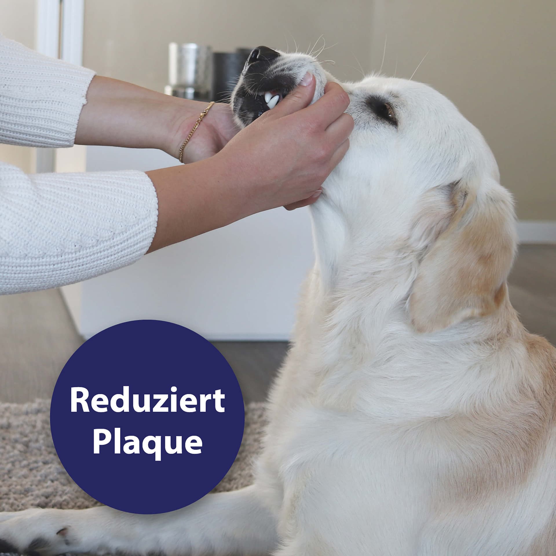 Soin des dents lingettes pour chiens