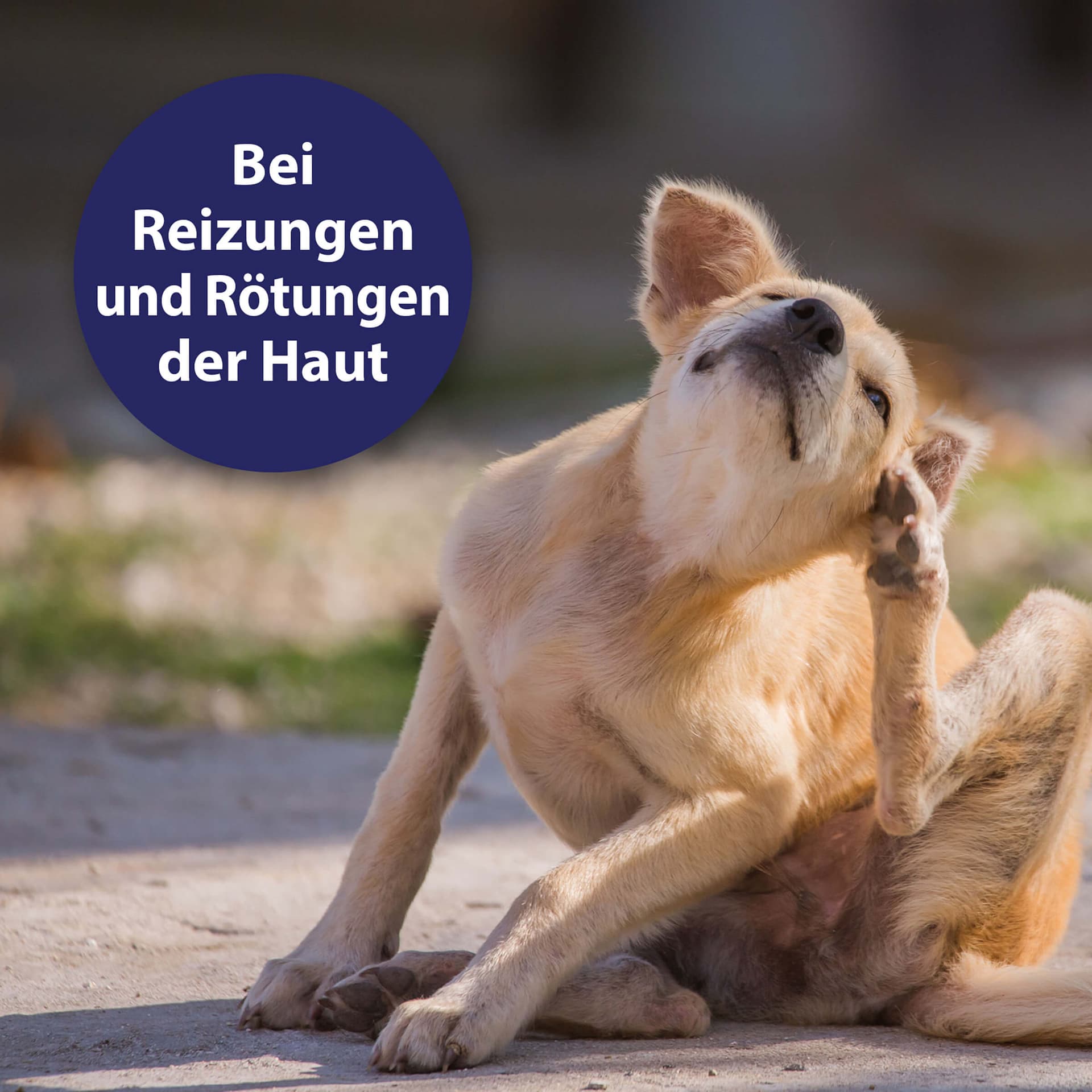 Hautpflegespray für Hunde