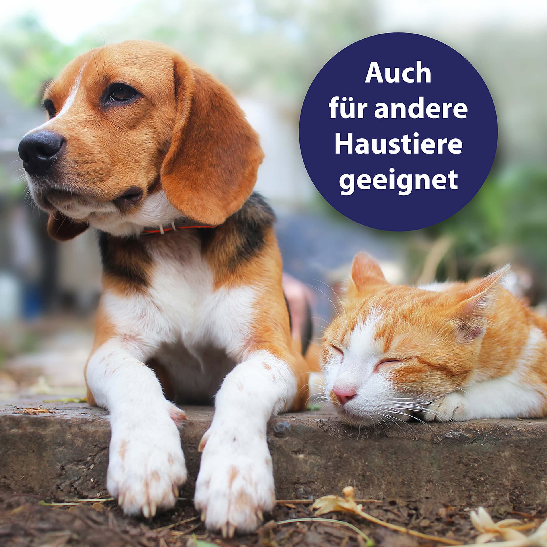 Hautpflegespray für Hunde