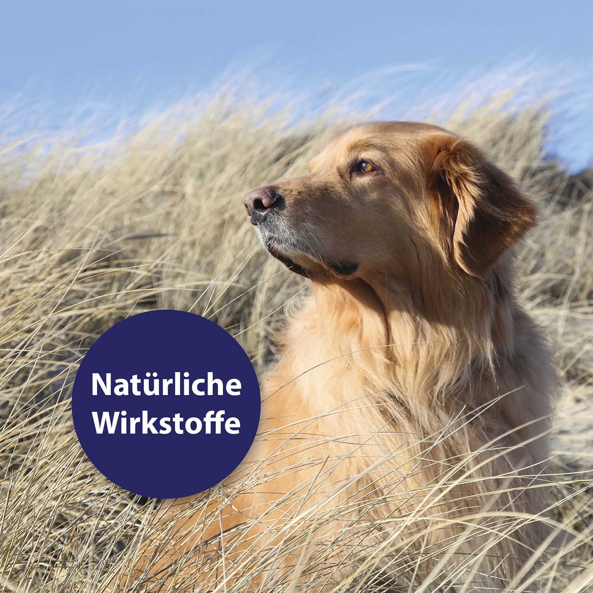 Hautpflegespray für Hunde