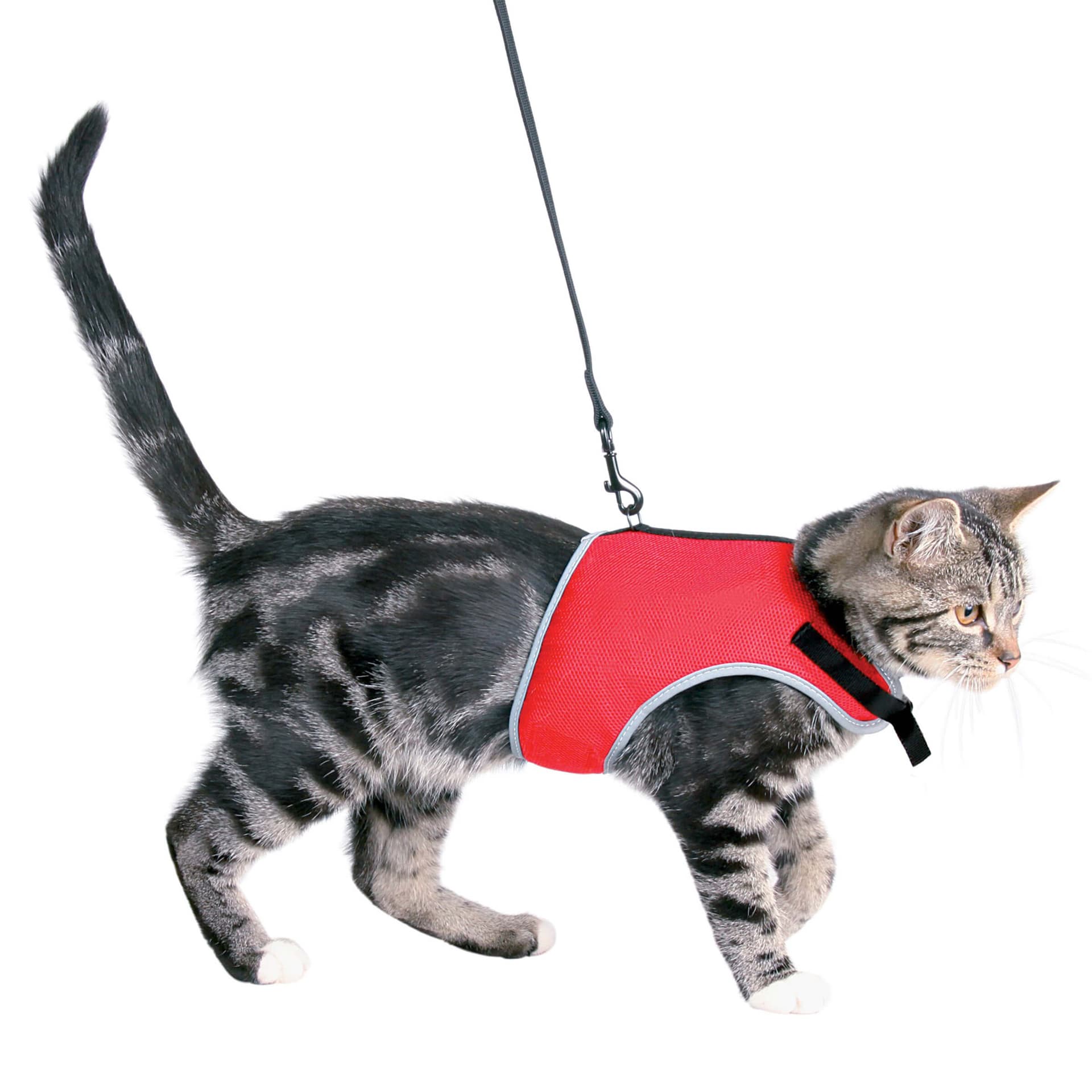 Harnais soft avec laisse pour chat, assorti