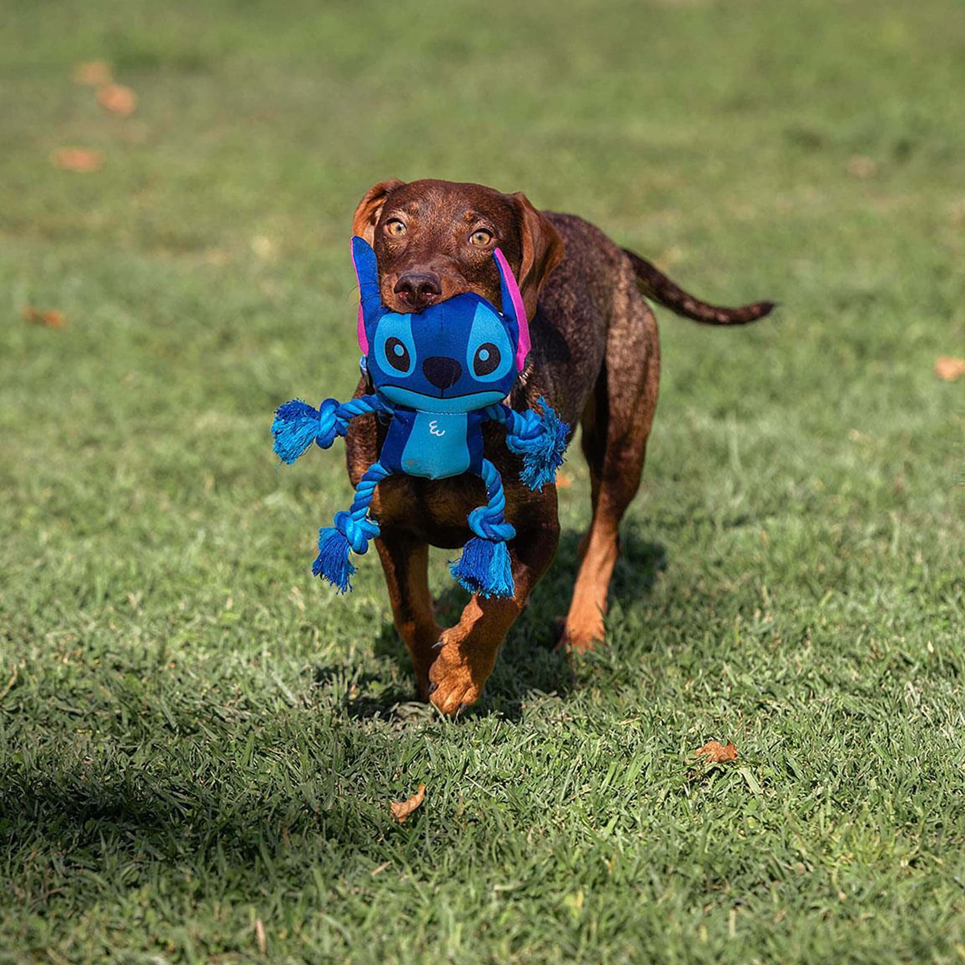 Stitch mit Knoten