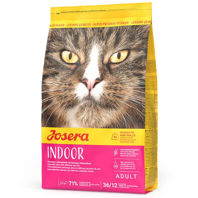 Cat Indoor