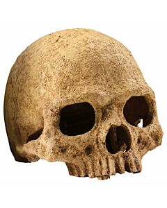 Exo Terra Primate Skull 17x13.5x11.5cm