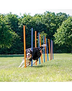 Dog Activity Agility Safer Slalom