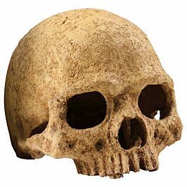 Exo Terra Primate Skull 17x13.5x11.5cm