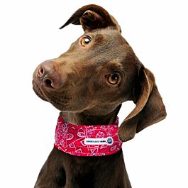 Aqua Coolkeeper Cooling Collar Red Western collier refroidissant